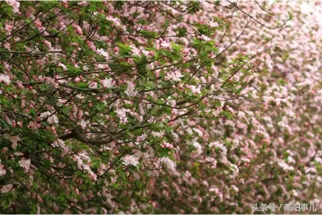 又到3月赏花季！2018年最新整理郑州及周边最美赏花地点时间表！