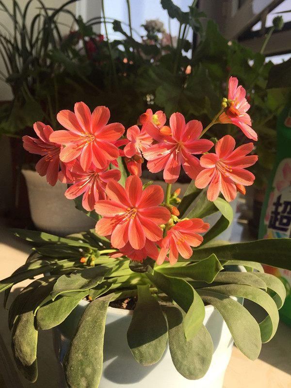 这几种花,北方地区也能露养!花开一整年,怎么养都养不死!