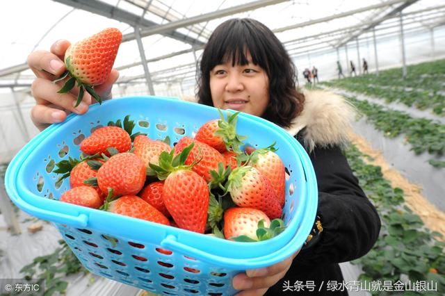 日本人在中国租1500亩地，闲置5年任荒草疯涨，中国农民看着心疼