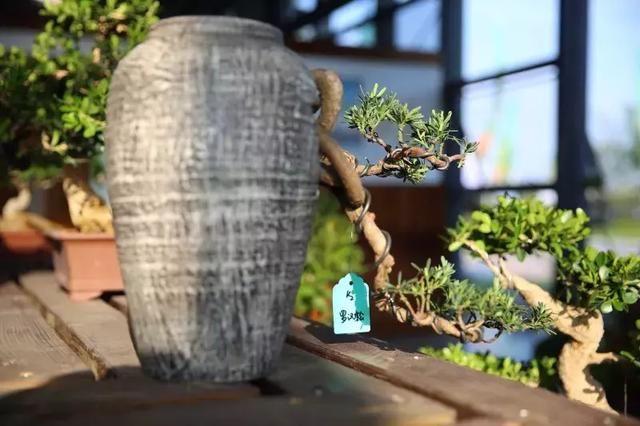 135件！绝美的盆景盛宴等你来！