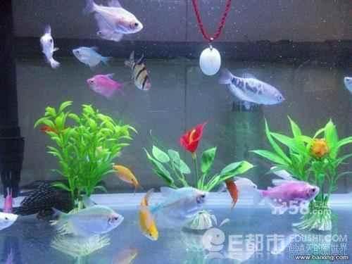 怎么治鱼缸水白雾小妙招,新手收藏吧