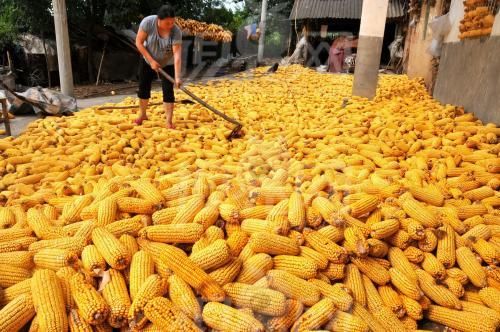 每日粮油：用粮企业陆续开收 节后华北玉米收购价格上涨