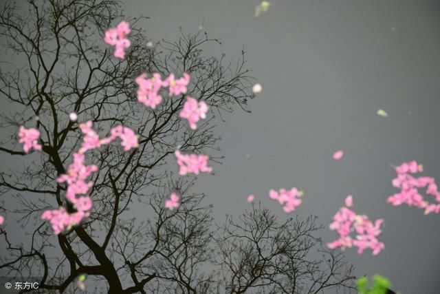 每天一首古诗词：细雨湿衣看不见，闲花落地听无声