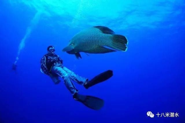 走肾系:潜水员对潜水的感悟,一本正经到吓人