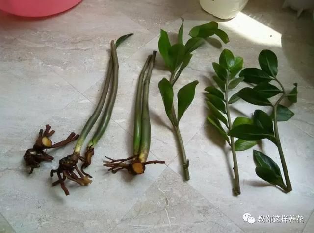 玉树金钱树根发软,叶子一碰就掉,再不救就要死