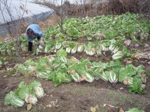 超市里这4种菜不要再买了，致癌性极强，很多人还不知道！