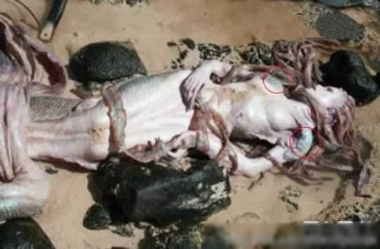 澳大利亚美人鱼:美人鱼尸体图片,关于美人鱼的记载