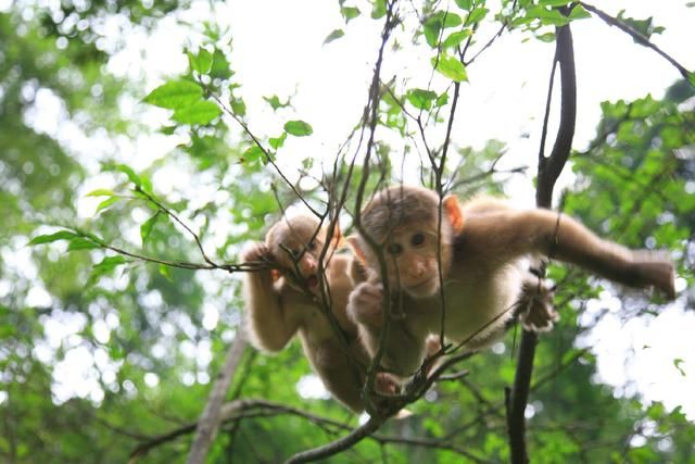 天下地理｜佛家圣地之三：峨眉山背后的神秘与修行！