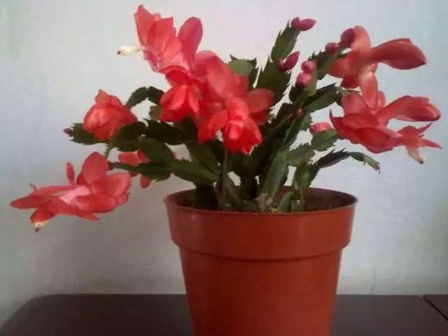 你家的盆栽到啦！快来领取！