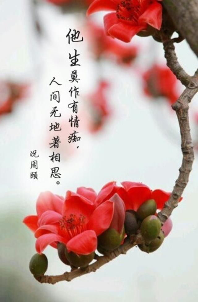 如果思念太过孤单,就请寒夜与我相伴