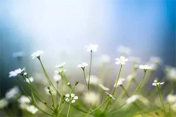 盘点十二星座的诞生花、幸运花和守护花，对号入座瞧瞧！