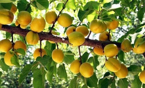 新疆伊犁的吊死干杏真的那么好吃吗?