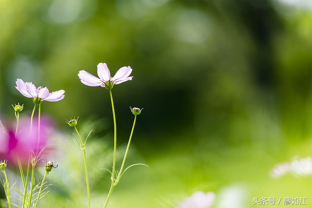 波斯菊与格桑花都很美，但你能将它们区分开吗?