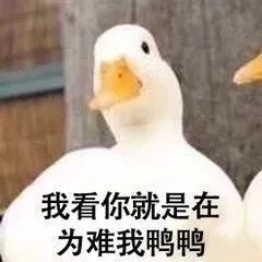网红鸭表情猝不及防地火了,快来收割1一波~表情包图片大全v表情图片