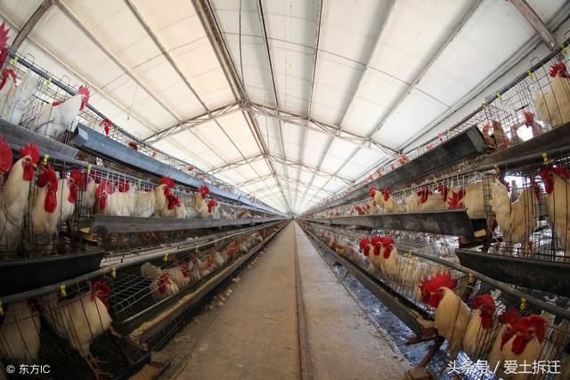 2018年多地开启新一轮“禁养”，养殖场拆迁补偿怎么算？