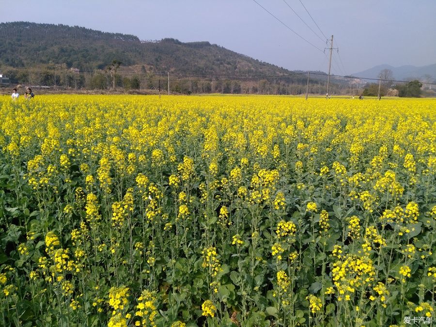 2018年春节粤北韶关赏花，火山上的油菜花 。