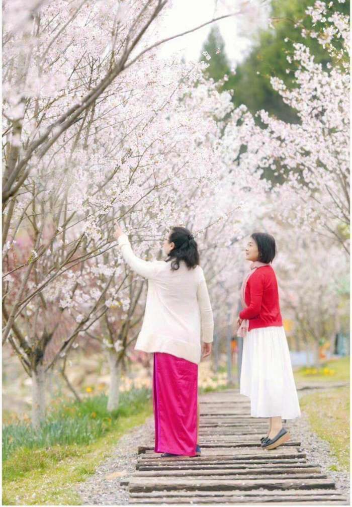 亲们, 想看樱花雨, 就去参加遵义樱花旅游文化节
