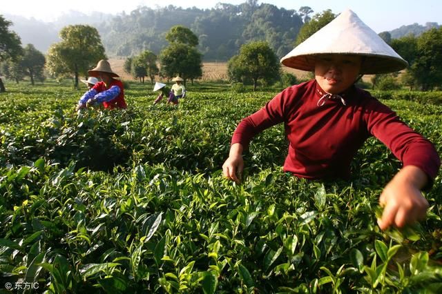 春节过后，春茶将成为普洱茶市场的焦点