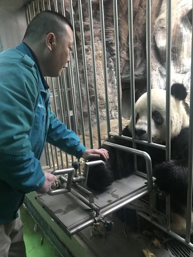 北京动物园动物怎么过年?黑猩猩除夕加餐