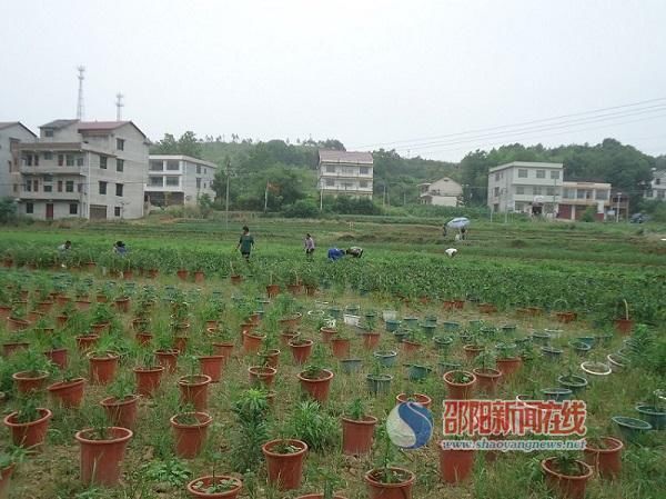 新邵县红庙村盆景蔬菜拓宽村民致富路