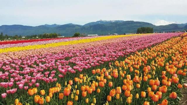 被财神爷“点名”的生肖，早晚都是大富豪，逃都逃不掉！