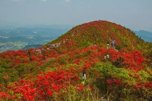 河南这5个地方的野生杜鹃山都染红了天！趁着假期赶紧看花去