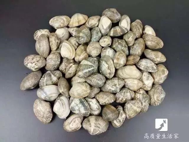 2分钟让蛤蜊蛏子速度把沙土吐干净,赶紧学起来!