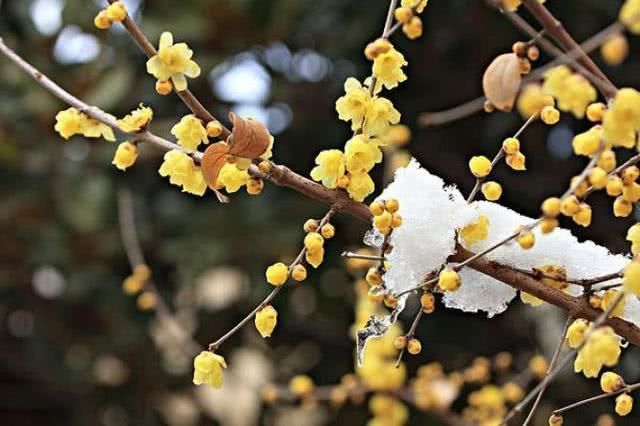 新年钟声敲响，10天内财运上吉，运显紫相，几大生肖要发财