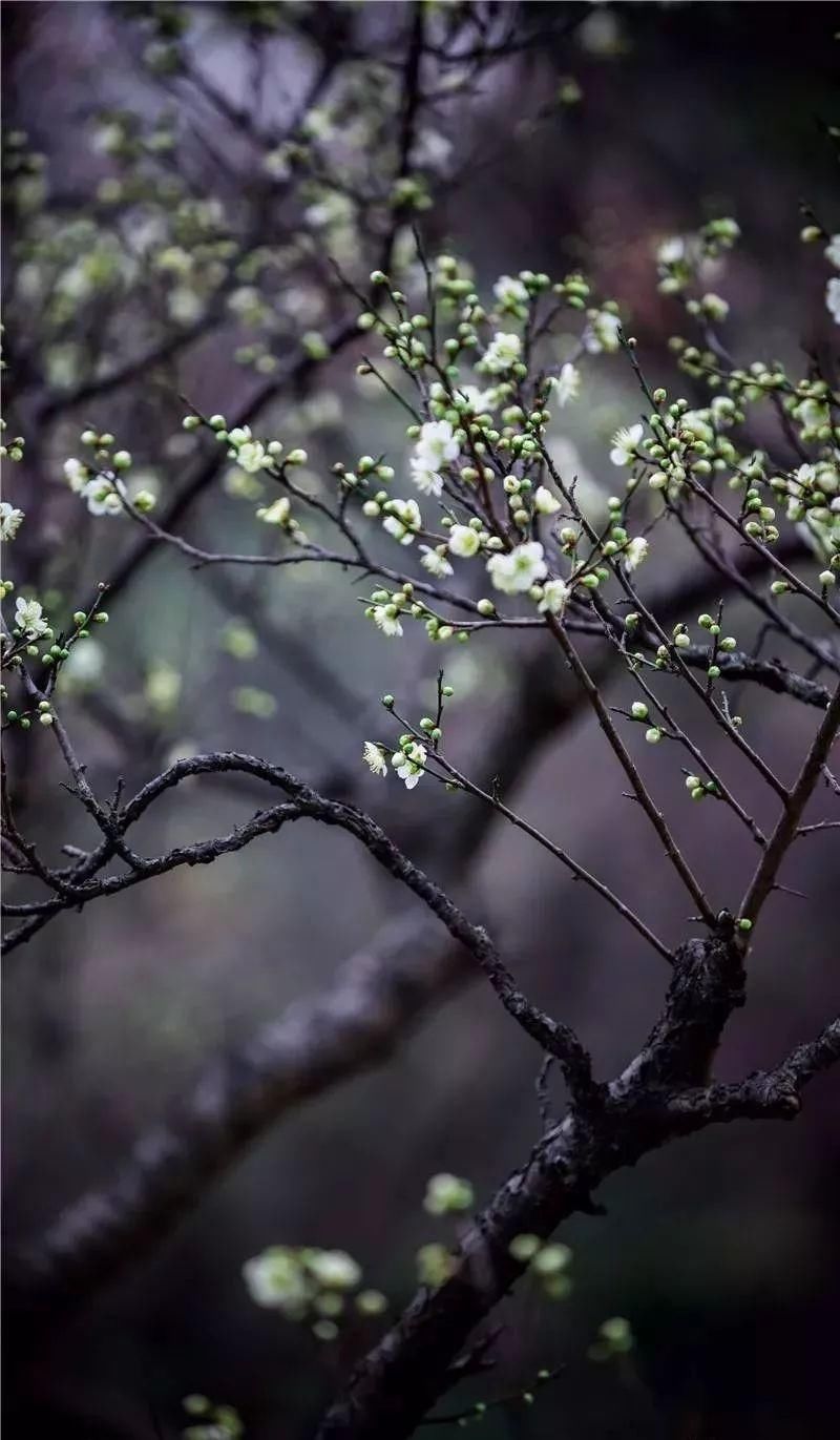 【每月在路上】三月，送你最in的赏花攻略，十大赏花胜地，愿你不