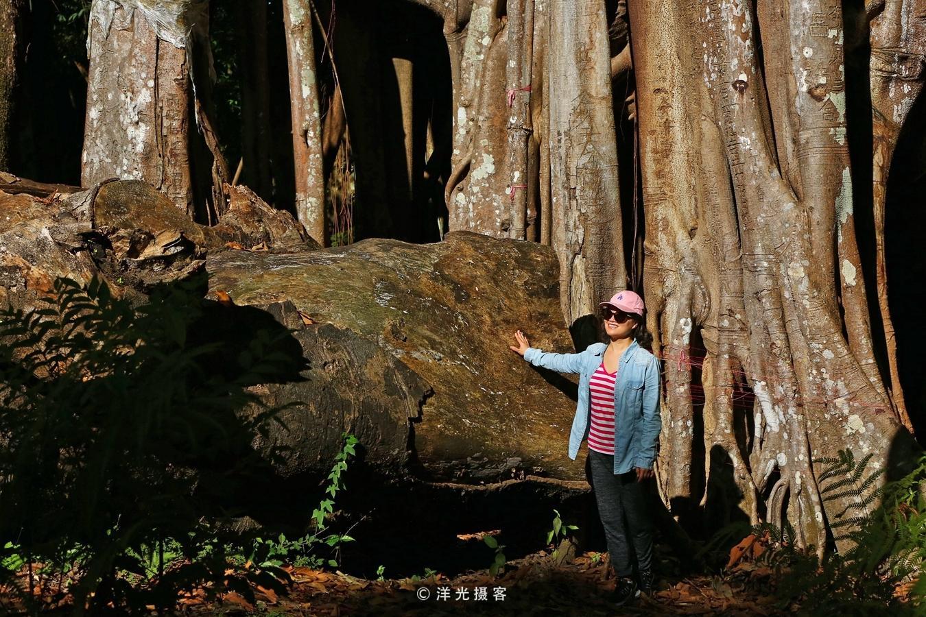 中国最大的榕树,树冠面积覆盖超过9.2亩,接近一