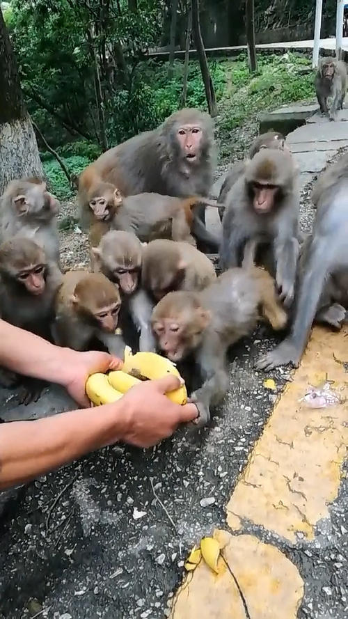 游人给小猴子吃香蕉,没想被小猴团团围住,举动