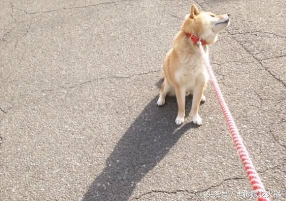 听了这些你还决定养秋田犬,那才是真爱!