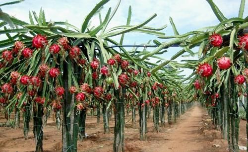 火龙果那么贵别买了,这样种一家人都吃不完