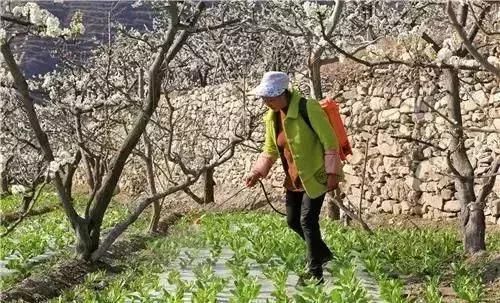 川西规模最大原生态李花观赏地，迎来最后的花期！要去的抓紧！