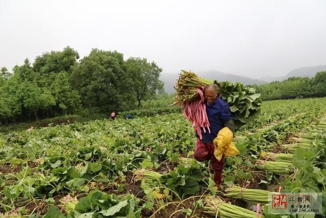 湖州：冒雨抢收山露