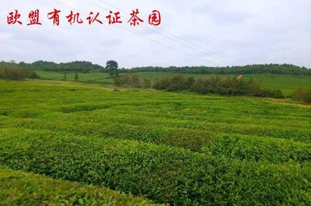 你若发现茶叶中有农残，喝还是不喝?