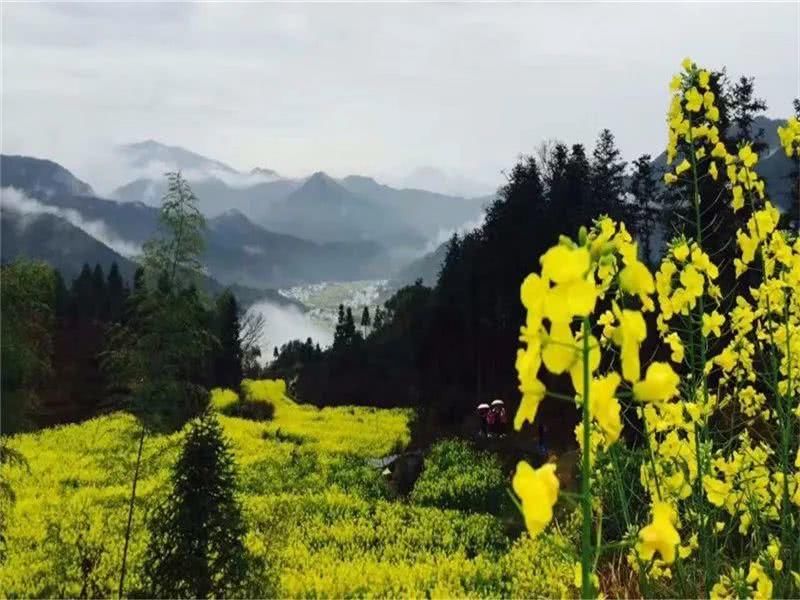 又到一年赏花季，带你漫步花田看尽繁花！