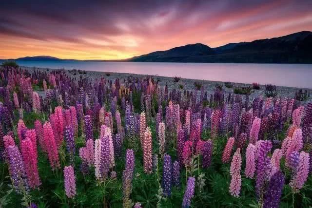 去全世界最美的花海，做最浪漫的事