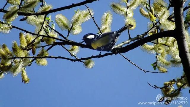 春天来了，一起去留坝太子岭看花吧！