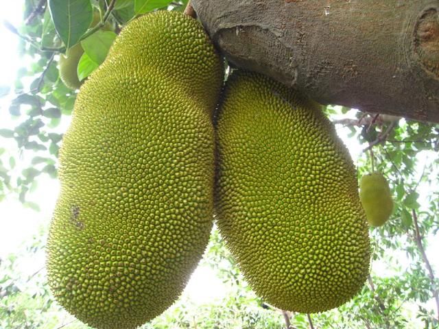 世上最重的水果，全身都是宝，但我们却把最好吃的部分扔掉了！