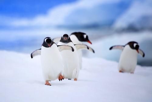 高端旅行大揭密，HHtravel鸿鹄逸游高端环游世界连续多年热卖