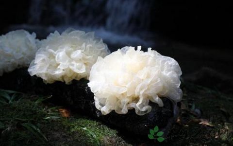 凉拌银耳用焯水吗