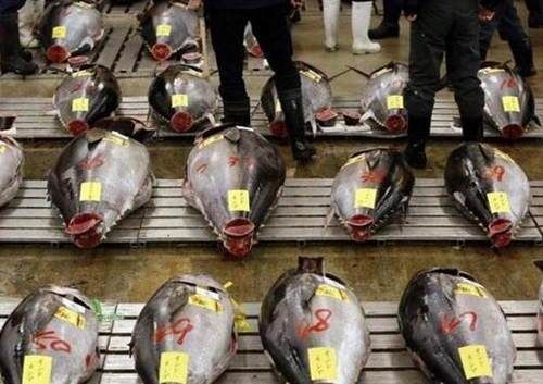 世界上最昂贵的食用鱼，大部分人都吃不起!