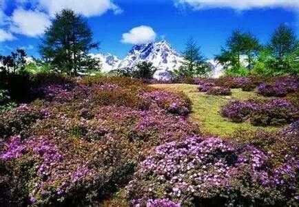 中国最美的森林，你最想去哪一个？