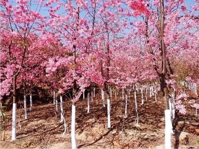 玉溪最全赏花攻略来了，花海之约不要错过!