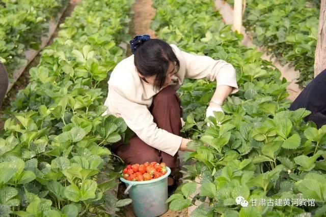 甘肃古建黄河宾馆简介情趣套美人鱼图片