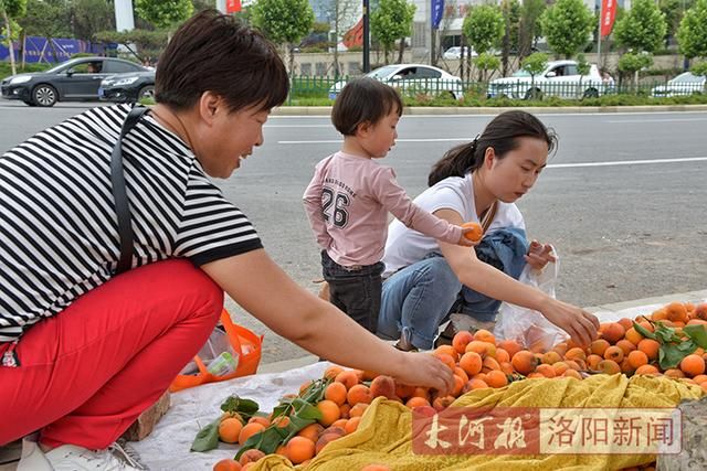 河南：大河报一场直播，洛阳果农陈维超滞销数千斤甜杏2天卖完