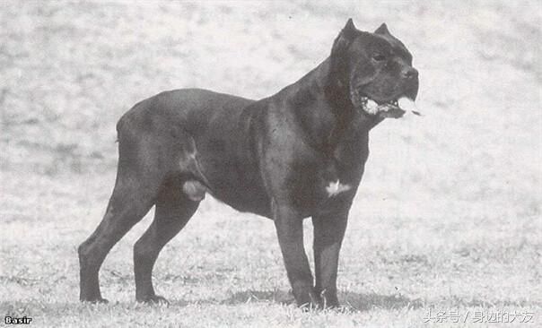 历史悠久的猛犬老照片,护卫卡斯罗犬的见证