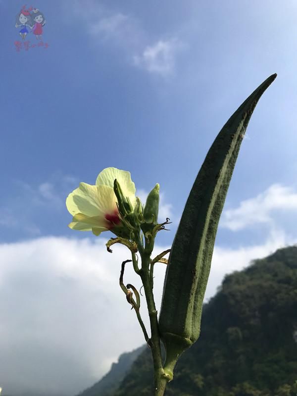 别再只盯着三亚了！海南还有随便捡鱼的海滩和野果满树的古村！