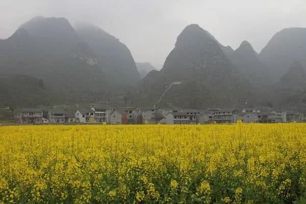 史上最全的云南油菜花赏花地图！春节期间更加壮观